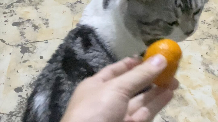 Because cats hate sourness, they won’t be able to eat sour oranges during the New Year anymore.