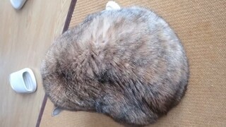 猪腰子烹饪指腩