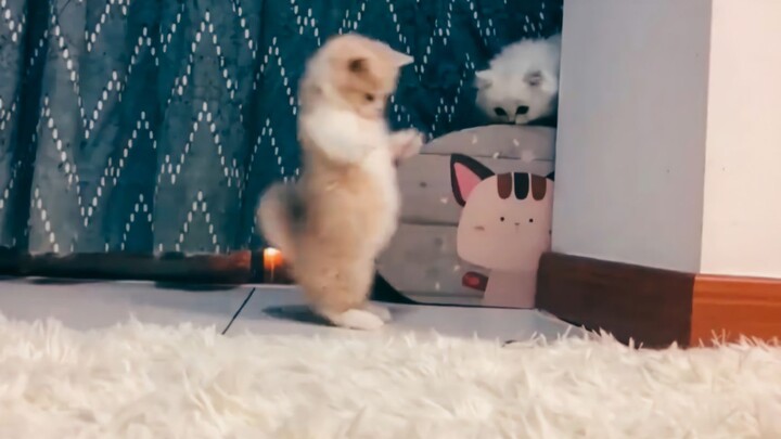 Nghe tôi nói này, con cá đó to đến mức~~ thế cơ mà