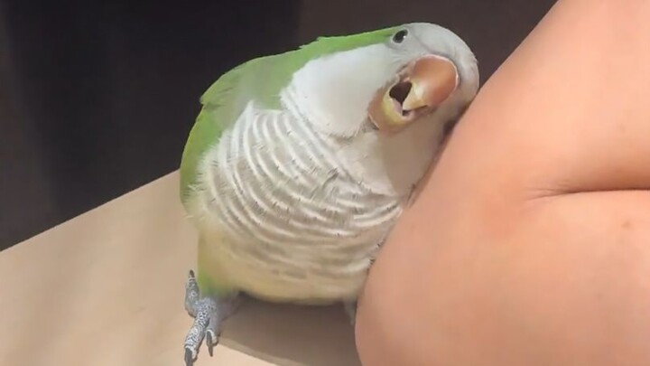 Ai mà không muốn nuôi một chú vẹt nhỏ dễ thương chứ?