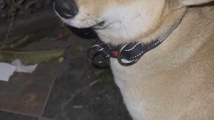 I went out for a bit, and when I came back, my dog had eaten the two-meter-long delivery package. I 