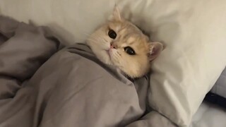 Cat: Could you please turn off the lights for me? Thanks, I'm going to sleep.