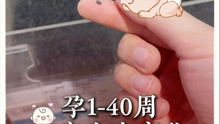 التغيّر في حجم الجنين من الأسبوع الأول إلى الأسبوع الأربعين: شعور مباشر بتنامي طفلك