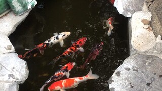 #Koi Fish