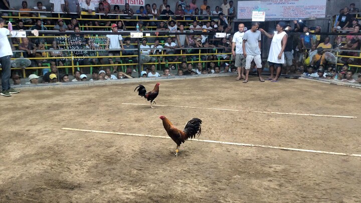 Fight no.4 Win sa 5 cock derby sa Looc Cockpit Arena