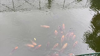 নীরব জলে রঙিন জীবনের ছোঁয়া…🌊🐟 💫✨