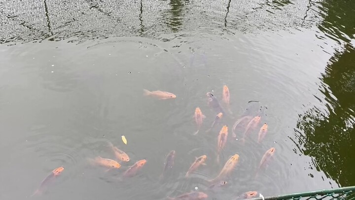 নীরব জলে রঙিন জীবনের ছোঁয়া…🌊🐟 💫✨