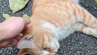 Kucing oranye yang malang, semoga perjalananmu tenang
