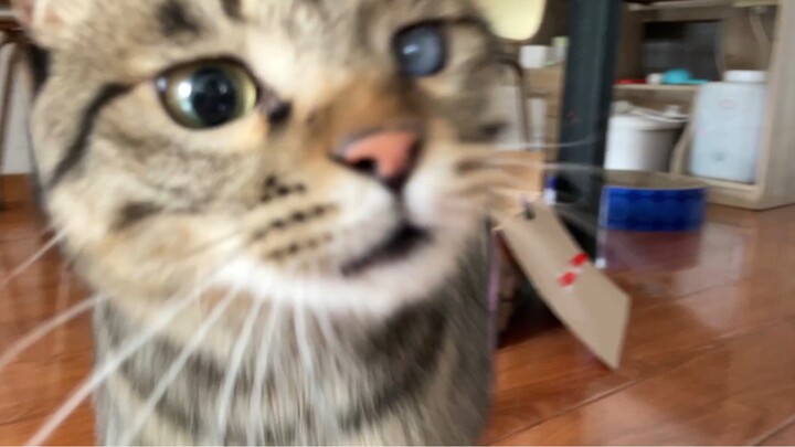 ลูกแมวขี้กินแวะไปที่เครื่องให้อาหารวันละ 8 ครั้ง แถมยังยอมนอนแค่ในห้องที่มีเครื่องให้อาหารเท่านั้นด้