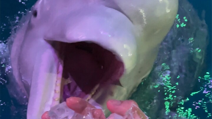 Guess what? Xiao Heihei actually isn’t mad at all—his mindset just leveled up, hahaha!