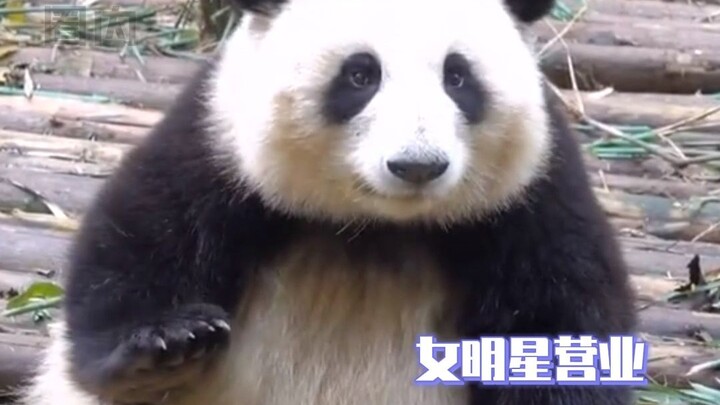 Con cái của Meilan đều biết cách tạo trò.