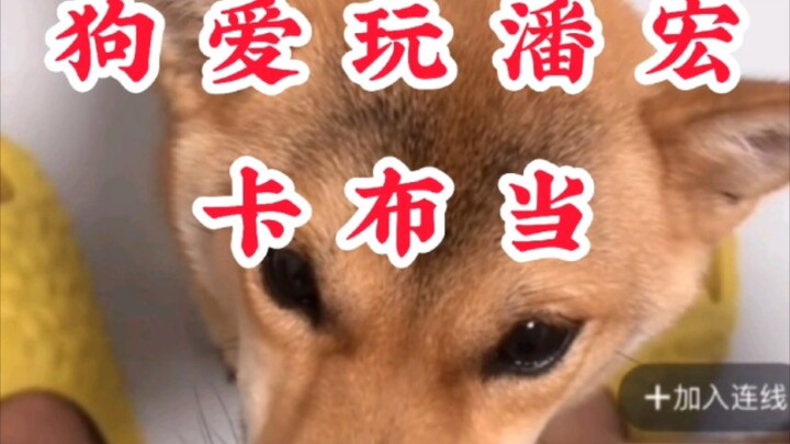 Dogs Love Playing with Pan Hong, Kabudang