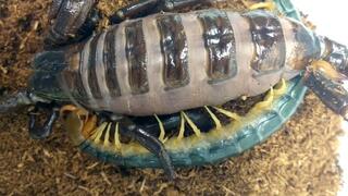 A scorpion died of fatness: a disgusting video
