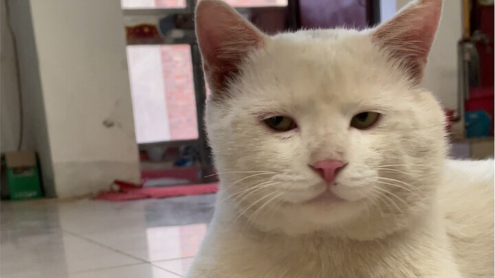 Anak-anak yang konyol dan bodoh ini semuanya terlihat sama…