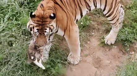 Why is everyone just yelling and no one’s actually going down to save the cat?