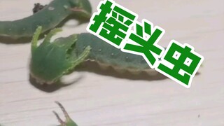 喜欢摇头的小青龙