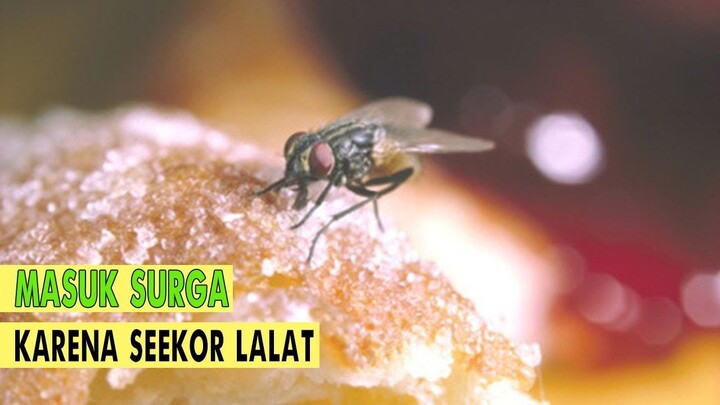 SUBHANALLAH..!! TERNYATA SEEKOR LALAT BISA MENENTUKAN MASUK SURGA ATAU NERAKA.