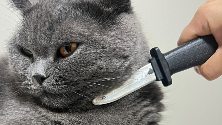 احضر إلى المحكمة واصطحب معك سكينك المكسور