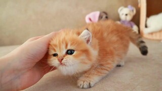 ลูกแมวตลกกระดิกหางเหมือนลูกสุนัข