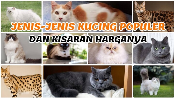 JENIS-JENIS KUCING POPULER DAN KISARAN HARGANYA