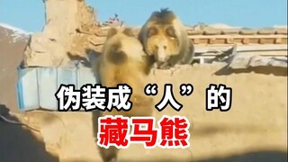 The Tibetan brown bear that's best at camouflage