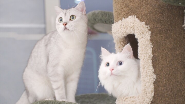 Mengajak kucing pindah ke rumah mewah seharga 8 juta, wah! Inikah rasanya manusia kalah dari kucing?