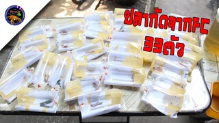 ปลากัด33ตัว FCจัดส่งมาให้แทบช็อคสไตล์korattv