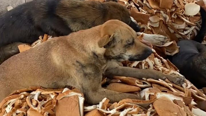 Even a dog wouldn’t bother eating this…