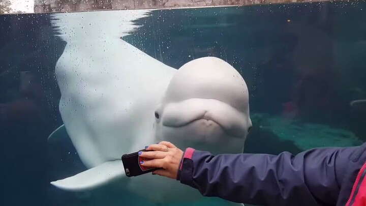 Cá voi trắng: Đừng che điện thoại của tôi, tôi mê mải với chiếc điện thoại của loài hai chân đến mức