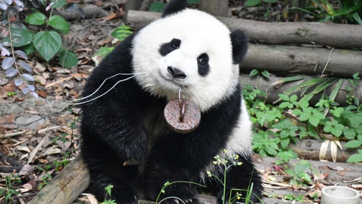 [Panda Raksasa Mengyu] Sumbat Air Dicabut Pada Hari Pertama Shift