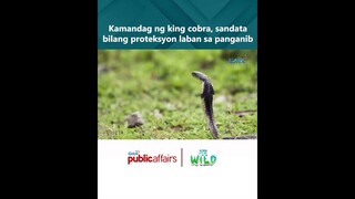 Kamandag ng king cobra, sandata bilang proteksyon laban sa panganib | Born to Be Wild