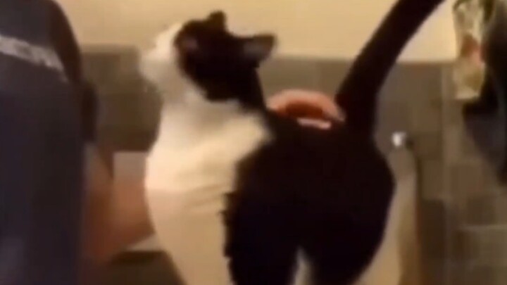 Cara mengusir roh jahat dari kucing