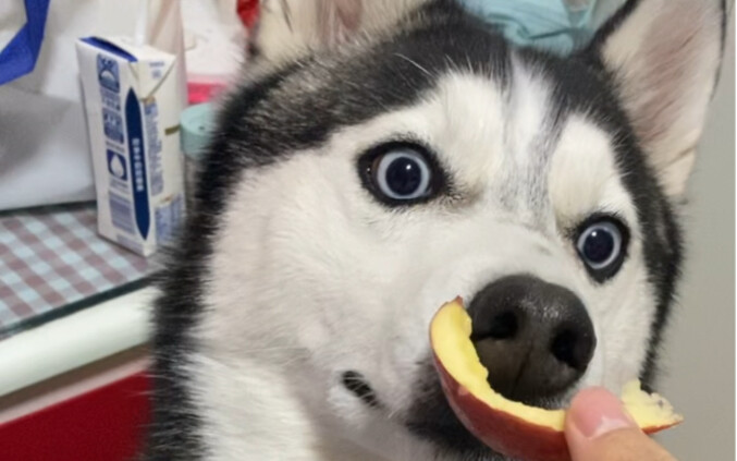 Giúp tôi xem con husky tôi mới mua với giá một nghìn có thuần chủng không.