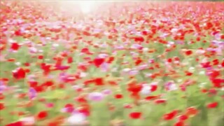 anohana AMV