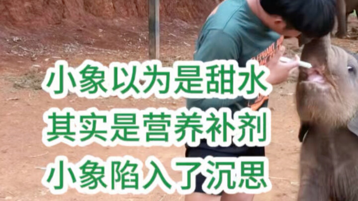 สนุกมากเลย 😂 เมื่อลูกช้างรู้ว่าถูกหลอก ก็เริ่มหาเรื่องซะแล้ว～