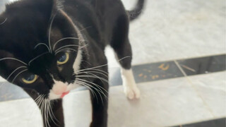 Jangan bermain patung dengan kucing sapi