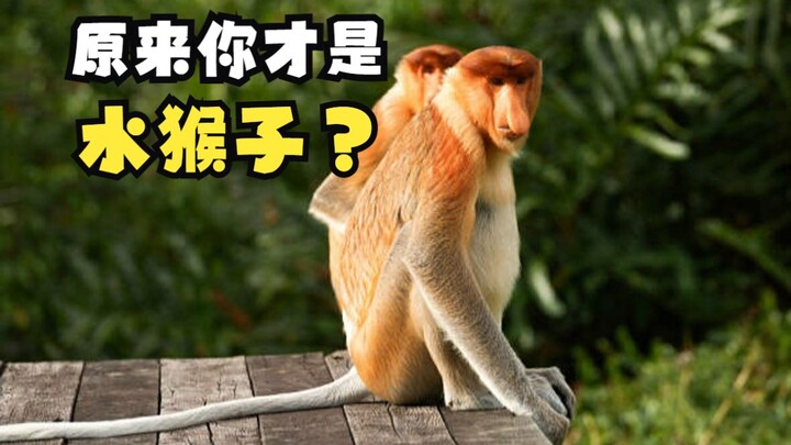 Long-Nosed Monkey with Amazing Aquatic Skills!