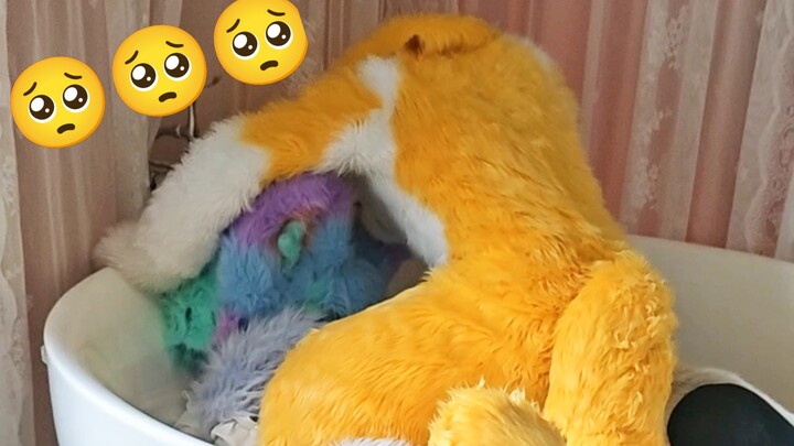 I got bullied by the naughty kitty again 😭😭