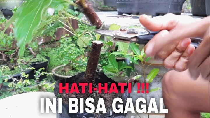 Pemula Harus Hati-Hati Kalau Melakukan Hal Ini Pada Bahan Bonsai