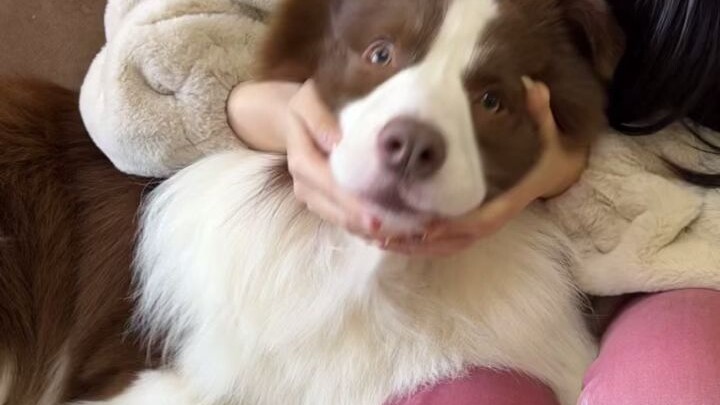 Puppy: I’m done—this old trickster actually still wants to kiss me!