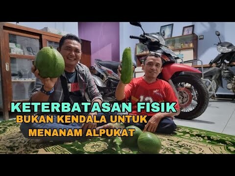 KETERBATASAN FISIK TIDAK MEMPENGARUHI UNTUK MENANAM ALPUKAT subcribe jg youtube pak sarwo edi kenda