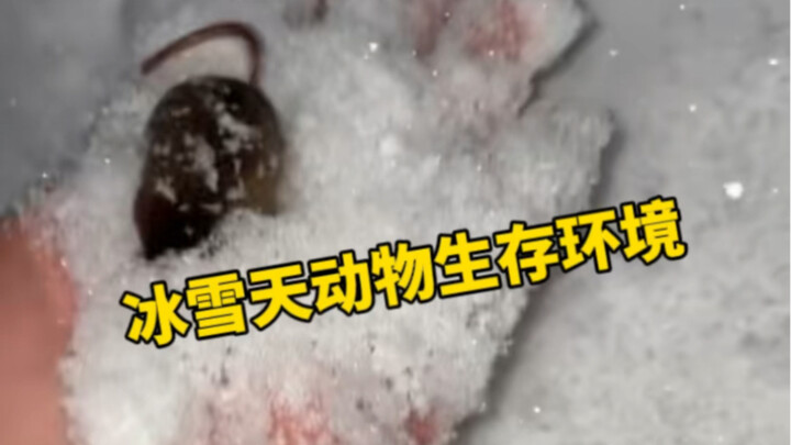 The survival situation of animals in icy and snowy weather is worse than you might imagine.