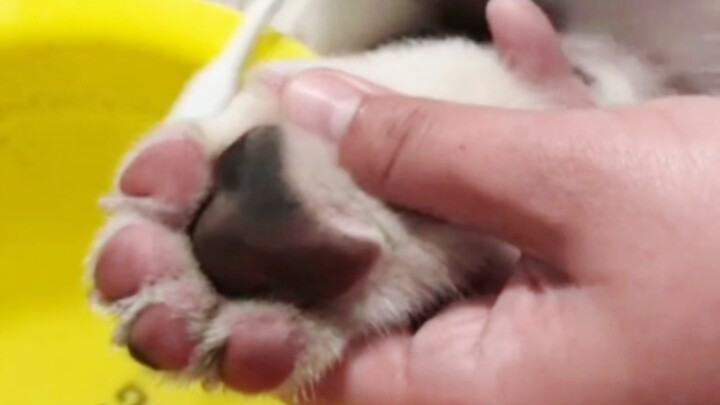 الميلاتونين: ادهن حيث تتحول إلى اللون الوردي ~ سهل جدًا ~