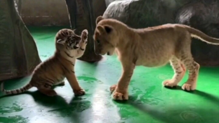 The little lion bullies the little tiger, and the little tiger refuses to take it lying down.