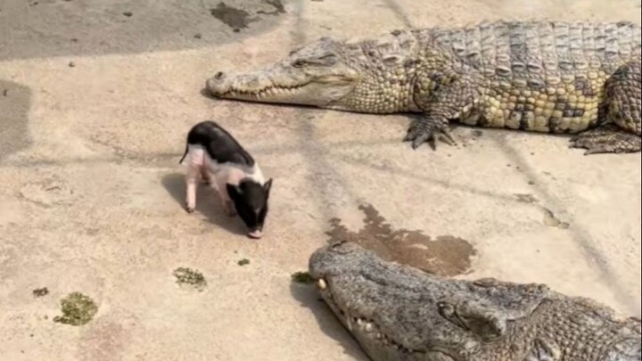 The crocodile has developed anorexia #CrocodileTreasure #CrocodileTreasureCrocodileLiquor #HealthWin