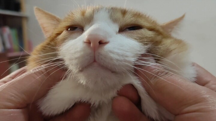This Cadillac Kitty Master… is going further and further down the massage path…