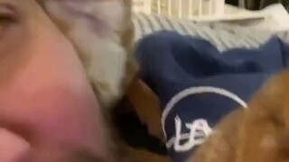 看到主人和另一只狗狗亲近，吉娃娃马上就变脸了