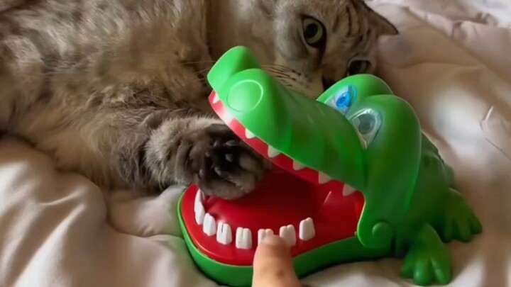 “Cats are so fast—waving your hand isn’t an apology, it’s just that you still need to practice!”