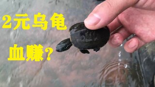 [Online shopping] A turtle for 2 yuan, I was speechless after opening the box, I thought I bought a 