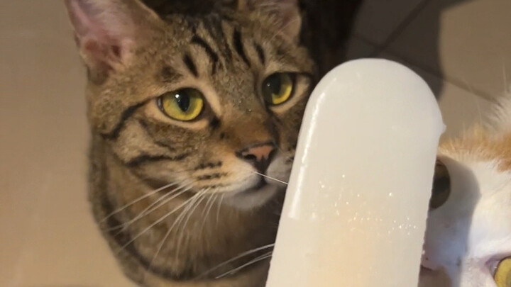 Because I love ice cream, my cat also loves ice cream